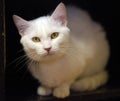 White cat on a dark Royalty Free Stock Photo