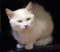 White cat on a dark Royalty Free Stock Photo