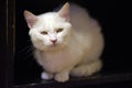 White cat on a dark Royalty Free Stock Photo
