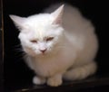 White cat on a dark Royalty Free Stock Photo