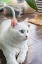 White cat with blue and yellow color eyes Royalty Free Stock Photo
