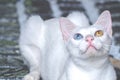 White cat with different color eyes.  with blue and yellow eye . Adorable domestic pets Royalty Free Stock Photo