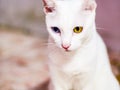 White cat with different color eyes with blue and yellow eye Royalty Free Stock Photo