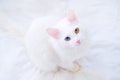 White cat with different color eyes looking up at camera on white bed. Turkish angora with blue and green eye. Adorable