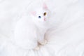 White cat with different color eyes looking up at camera on white bed. Turkish angora with blue and green eye. Adorable