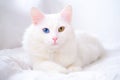 White cat with different color eyes. Turkish angora. Van kitten with blue and green eye lies on white bed. Adorable Royalty Free Stock Photo