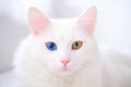 White cat with different color eyes. Turkish angora. Van kitten with blue and green eye lies on white bed. Adorable Royalty Free Stock Photo