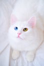 White cat with different color eyes. Turkish angora. Van kitten with blue and green eye looking up. Adorable domestic