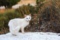 A white cat with different coloured eyes in the nature Royalty Free Stock Photo