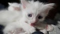 White cat with different eyes. Odd-eyed kitten. Cat with 2 different-colored eyes, heterocromatic eyes Turkish Angora. It is a cat Royalty Free Stock Photo