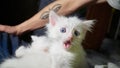 White cat with different eyes. Odd-eyed kitten. Cat with 2 different-colored eyes, heterocromatic eyes Turkish Angora. It is a cat Royalty Free Stock Photo