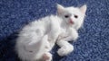 White cat with different eyes. Odd-eyed kitten. Cat with 2 different-colored eyes, heterocromatic eyes Turkish Angora. It is a cat Royalty Free Stock Photo