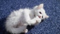 White cat with different eyes. Odd-eyed kitten. Cat with 2 different-colored eyes, heterocromatic eyes Turkish Angora. It is a cat Royalty Free Stock Photo