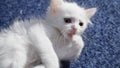 White cat with different eyes. Odd-eyed kitten. Cat with 2 different-colored eyes, heterocromatic eyes Turkish Angora. It is a cat Royalty Free Stock Photo