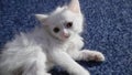 White cat with different eyes. Odd-eyed kitten. Cat with 2 different-colored eyes, heterocromatic eyes Turkish Angora. It is a cat Royalty Free Stock Photo