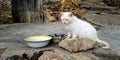 White cat on a dirty street