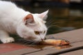 A white cat eating a fish near a lake. Created with Generative AI Royalty Free Stock Photo