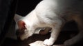 white cat eating in the sunlight Royalty Free Stock Photo
