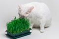 White cat eats green grass. Useful nutrition for digestion cats Royalty Free Stock Photo