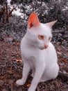 This is White cat,, edit by lightroom preset