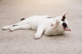 White cat enjoy and sleep on concrete floor Royalty Free Stock Photo