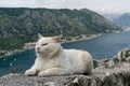 White cat enjoys the view Royalty Free Stock Photo