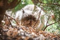 White cat exot sitting in green bushes