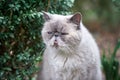 White cat exot sitting in green bushes