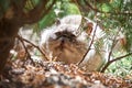 White cat exot sitting in green bushes