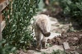 White cat exot sitting in green bushes