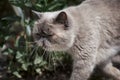 White cat exot sitting in green bushes