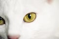 white cat eye, close up Royalty Free Stock Photo