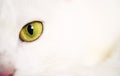 white cat eye, close up Royalty Free Stock Photo