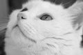 White cat face macro bw Royalty Free Stock Photo