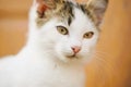 White cat face portrait closeup. Domestic animals. Young kitten with interesting hair color