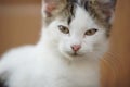 White cat face portrait closeup. Domestic animals. Young kitten Royalty Free Stock Photo