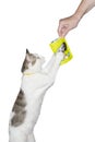 White cat with a feedstuff packet