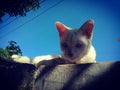 The white cat on the fence is watching something Royalty Free Stock Photo