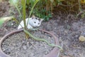 White cat fight green snake in untidy dirty garden, danger Royalty Free Stock Photo