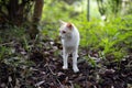 White cat in the forest. Royalty Free Stock Photo