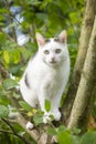 White cat between fresh green leaves of apple tree Royalty Free Stock Photo