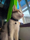 A white cat in front of the window with green curtain. It has a neklace and is looking to another direction. Royalty Free Stock Photo