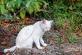 White cat in garden. Sad mood or pet disease concept Royalty Free Stock Photo