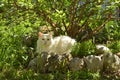 White Cat in Garden Royalty Free Stock Photo