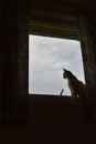 White Cat Glances out the Window Royalty Free Stock Photo