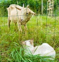 White cat and goat Royalty Free Stock Photo
