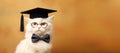 White Cat in Graduation Hat and Glasses