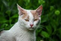 Portrait of a displeased white cat in the grass Royalty Free Stock Photo