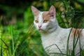 Portrait of a sniffing white cat in the grass Royalty Free Stock Photo