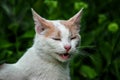 Portrait of a yawning white cat in the grass Royalty Free Stock Photo